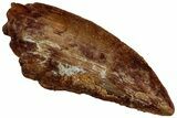 Bargain Raptor Tooth - Real Dinosaur Tooth #300920-1